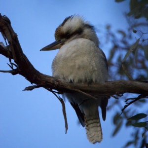 Dacelo novaeguineae at Ainslie, ACT - 13 Jul 2022