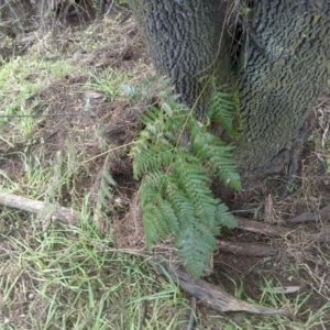 Pteridium esculentum at Watson, ACT - 13 Jul 2022