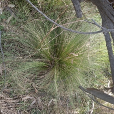 Nassella trichotoma (Serrated Tussock) at Watson, ACT - 13 Jul 2022 by abread111