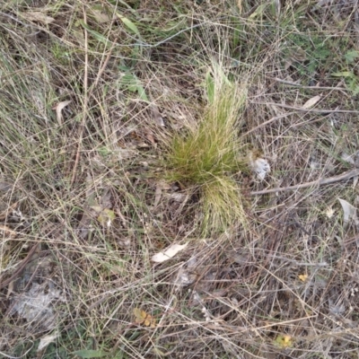 Nassella trichotoma (Serrated Tussock) at Watson, ACT - 13 Jul 2022 by abread111