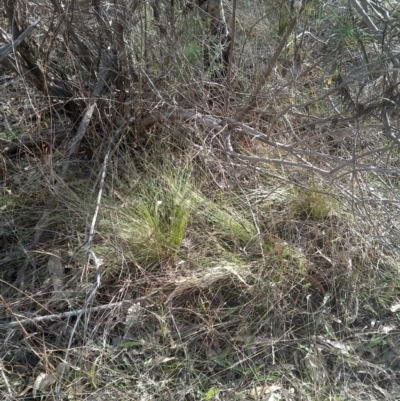 Nassella trichotoma (Serrated Tussock) at Watson, ACT - 13 Jul 2022 by abread111