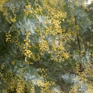 Acacia baileyana at Watson, ACT - 13 Jul 2022