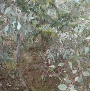 Acacia baileyana at Watson, ACT - 13 Jul 2022