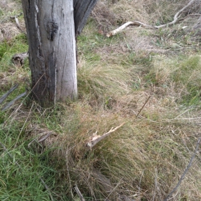 Nassella trichotoma (Serrated Tussock) at Watson, ACT - 13 Jul 2022 by abread111