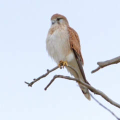 Falco cenchroides (Nankeen Kestrel) at Throsby, ACT - 12 Jul 2022 by davobj