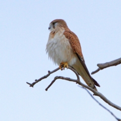 Falco cenchroides at Throsby, ACT - 12 Jul 2022