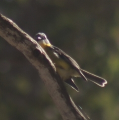 Eopsaltria australis (Eastern Yellow Robin) at Gundaroo, NSW - 7 Jul 2022 by Gunyijan