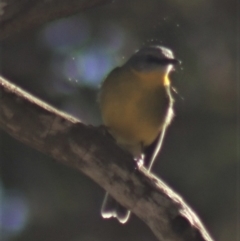 Eopsaltria australis at Gundaroo, NSW - 7 Jul 2022 12:00 PM