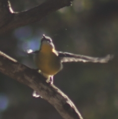 Eopsaltria australis at Gundaroo, NSW - 7 Jul 2022 12:00 PM