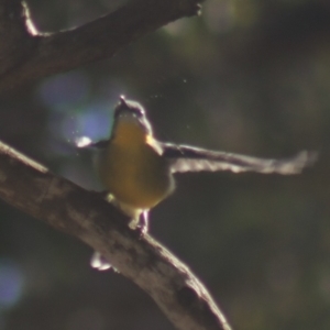 Eopsaltria australis at Gundaroo, NSW - 7 Jul 2022 12:00 PM