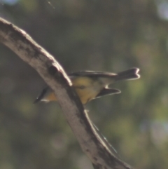 Eopsaltria australis at Gundaroo, NSW - 7 Jul 2022