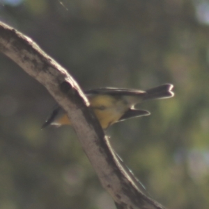 Eopsaltria australis at Gundaroo, NSW - 7 Jul 2022 12:00 PM