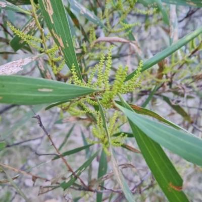 Acacia longifolia subsp. longifolia (Sydney Golden Wattle) at Isaacs Ridge - 13 Jul 2022 by Mike