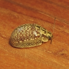 Paropsisterna decolorata (A Eucalyptus leaf beetle) at Urambi Hills - 15 Feb 2022 by michaelb