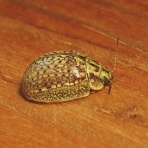 Paropsisterna decolorata at Kambah, ACT - 15 Feb 2022 09:08 PM