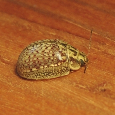 Paropsisterna decolorata (A Eucalyptus leaf beetle) at Kambah, ACT - 15 Feb 2022 by MichaelBedingfield