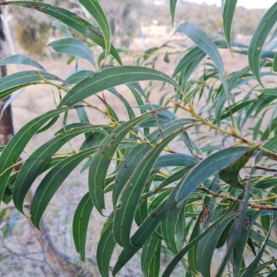 Acacia rubida (Red-stemmed Wattle, Red-leaved Wattle) at Jerrabomberra, ACT - 13 Jul 2022 by Mike