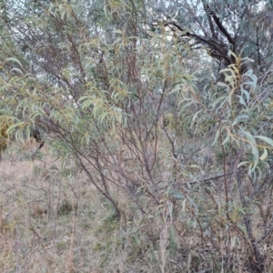 Acacia rubida at Jerrabomberra, ACT - suppressed