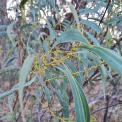 Acacia rubida at Jerrabomberra, ACT - suppressed