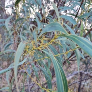 Acacia rubida at Jerrabomberra, ACT - suppressed