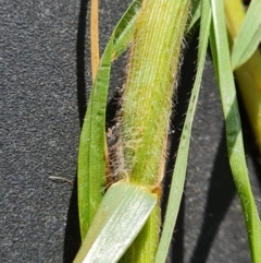 Cenchrus clandestinus at Jerrabomberra, ACT - 14 Jul 2022