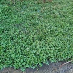 Rorippa nasturtium-aquaticum at Forde, ACT - 14 Jul 2022