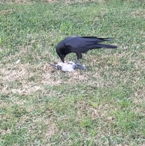 Corvus coronoides at Bruce, ACT - 14 Jul 2022 12:04 PM