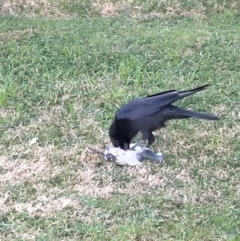 Corvus coronoides at Bruce, ACT - 14 Jul 2022 12:04 PM