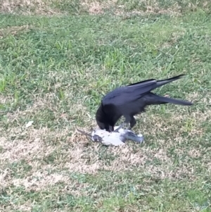 Corvus coronoides at Bruce, ACT - 14 Jul 2022 12:04 PM