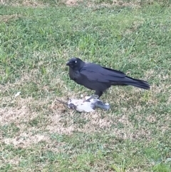 Corvus coronoides at Bruce, ACT - 14 Jul 2022 12:04 PM