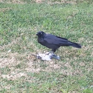 Corvus coronoides at Bruce, ACT - 14 Jul 2022 12:04 PM