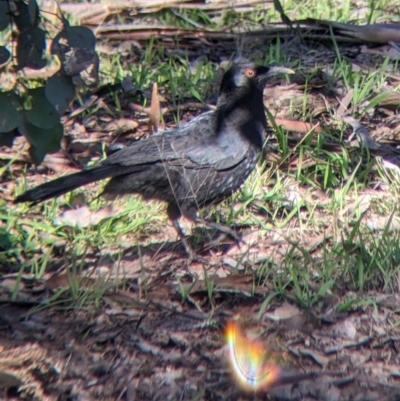 Corcorax melanorhamphos (White-winged Chough) at Springdale Heights, NSW - 14 Jul 2022 by Darcy