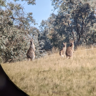 Macropus giganteus (Eastern Grey Kangaroo) at Springdale Heights, NSW - 14 Jul 2022 by Darcy