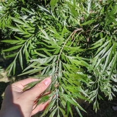 Grevillea robusta (Silky Oak) at Springdale Heights, NSW - 14 Jul 2022 by Darcy