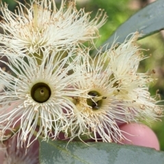 Eucalyptus sideroxylon (Mugga Ironbark) at Springdale Heights, NSW - 14 Jul 2022 by Darcy