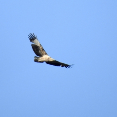 Icthyophaga leucogaster (White-bellied Sea-Eagle) at Narooma, NSW - 14 Jul 2022 by GlossyGal