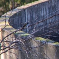 Melithreptus lunatus (White-naped Honeyeater) at Springdale Heights, NSW - 14 Jul 2022 by Darcy