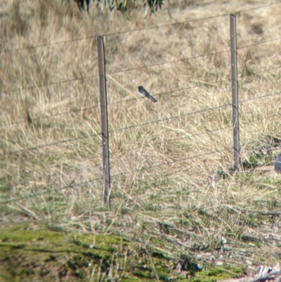 Rhipidura leucophrys (Willie Wagtail) at Springdale Heights, NSW - 14 Jul 2022 by Darcy