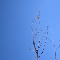 Caligavis chrysops (Yellow-faced Honeyeater) at Springdale Heights, NSW - 14 Jul 2022 by Darcy