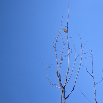 Caligavis chrysops (Yellow-faced Honeyeater) at Springdale Heights, NSW - 14 Jul 2022 by Darcy