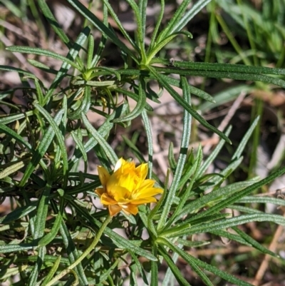 Xerochrysum viscosum (Sticky Everlasting) at Springdale Heights, NSW - 14 Jul 2022 by Darcy