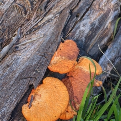 Unidentified Shelf-like to hoof-like & usually on wood at Springdale Heights, NSW - 14 Jul 2022 by Darcy