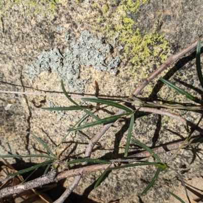 Glycine clandestina (Twining Glycine) at Table Top, NSW - 14 Jul 2022 by Darcy