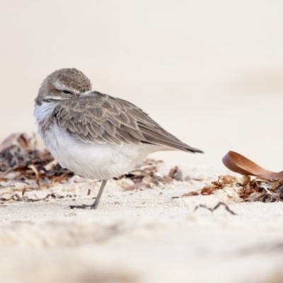 Anarhynchus bicinctus (Double-banded Plover) at Merimbula, NSW - 12 Jul 2022 by Leo