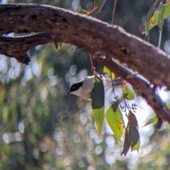 Melithreptus lunatus (White-naped Honeyeater) at Table Top, NSW - 14 Jul 2022 by Darcy