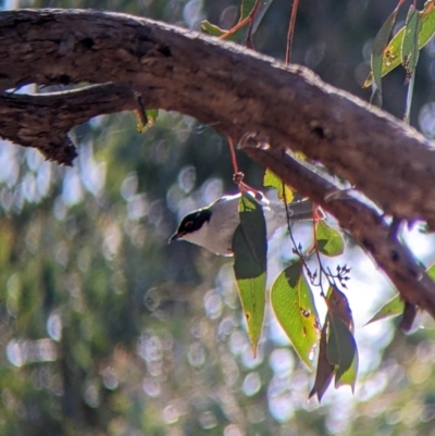 Melithreptus lunatus (White-naped Honeyeater) at Table Top, NSW - 14 Jul 2022 by Darcy