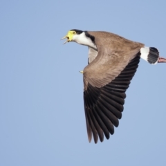 Vanellus miles (Masked Lapwing) at Pambula, NSW - 20 Apr 2022 by Leo