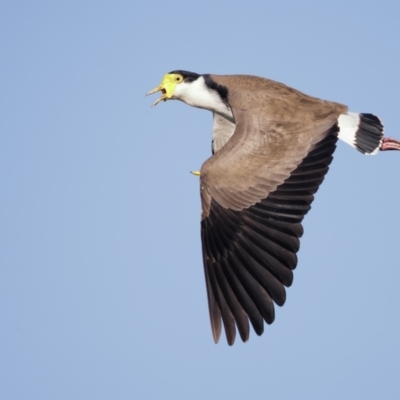 Vanellus miles (Masked Lapwing) at Pambula, NSW - 19 Apr 2022 by Leo