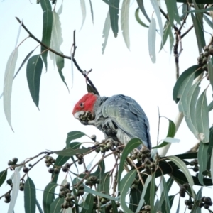 Callocephalon fimbriatum at Hughes, ACT - suppressed