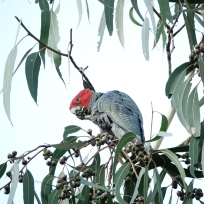 Callocephalon fimbriatum (Gang-gang Cockatoo) at Hughes, ACT - 14 Jul 2022 by Ct1000